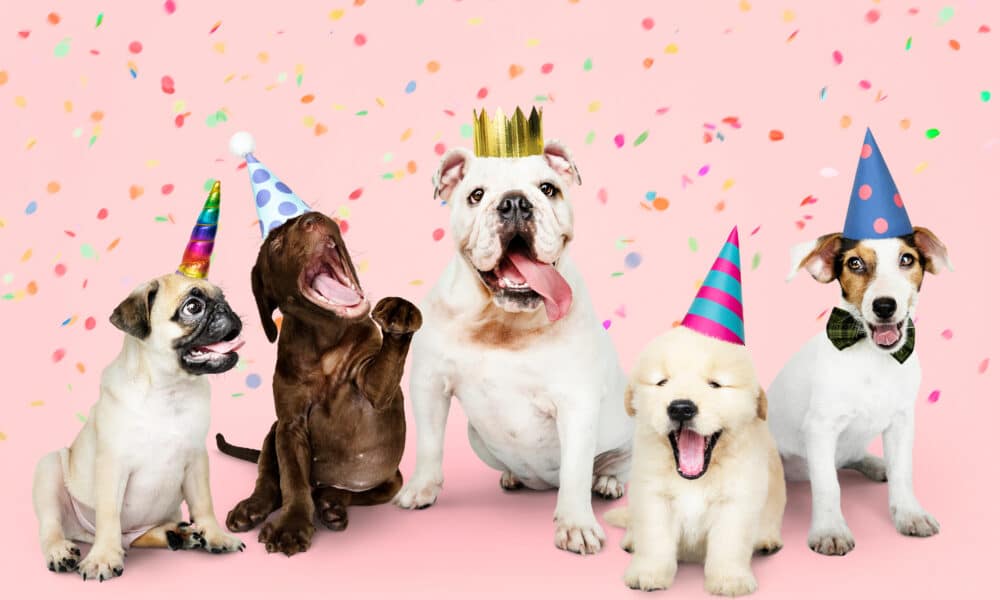 A Complete List Of Dog Occasions To Celebrate