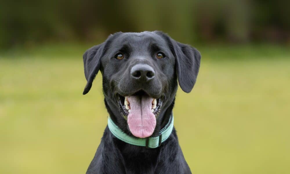 A Former Guide Dog That Loves Chasing Squirrels Finds A New 'Ideal' Job