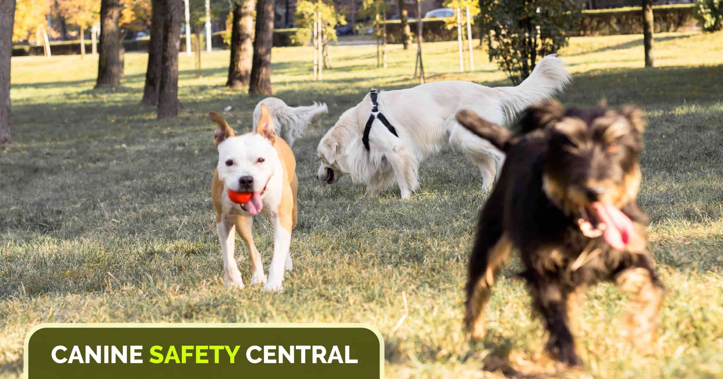 A group of dogs chasing each other through a dog park.