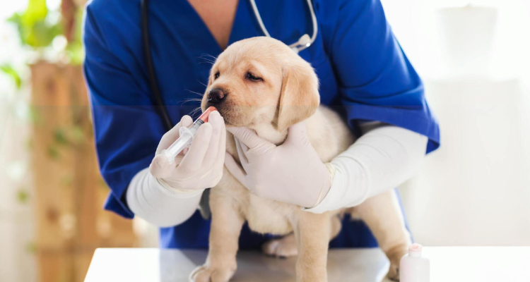 Dog Vaccination & Deworming in India