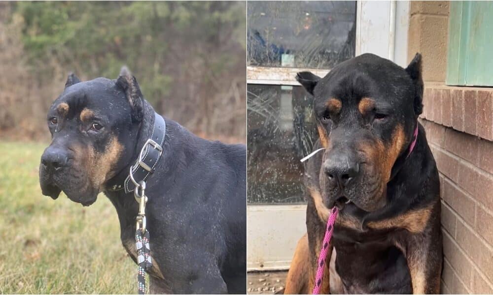 Animal Shelter Finds An Animal Sanctuary For A Sad Dog