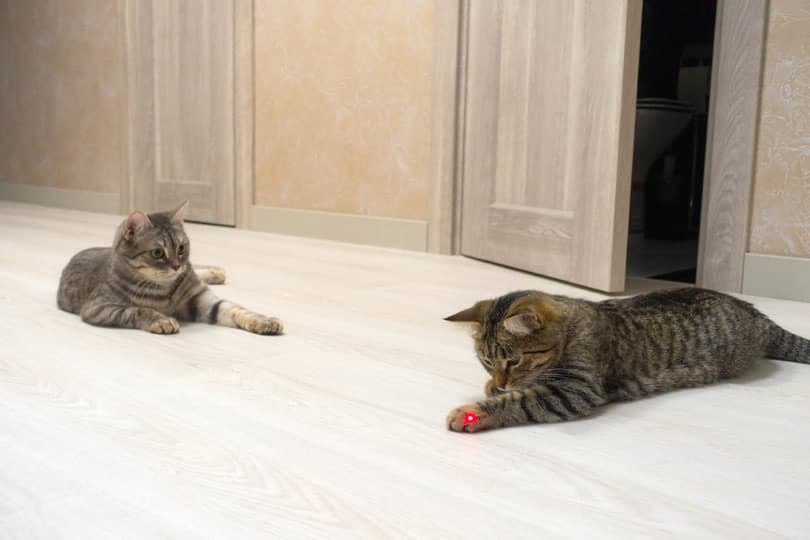 cat and kitten playing