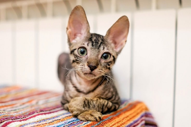 Tabby Cornish Rex