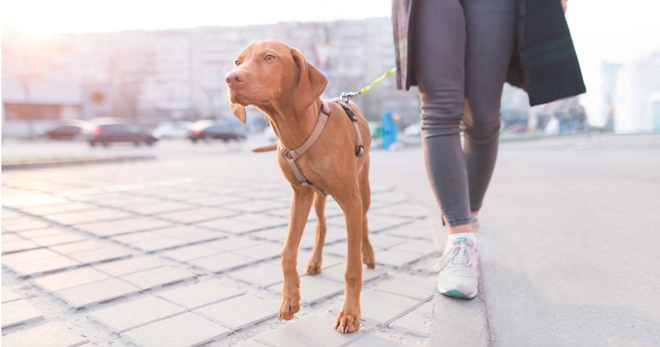 A dog on a leash walking with its owner through an urban area.