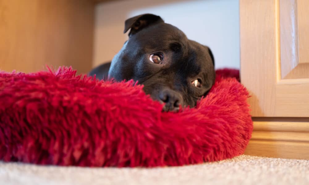 Dogs Lie Awake At Night Thinking About Their Problems, Study Says