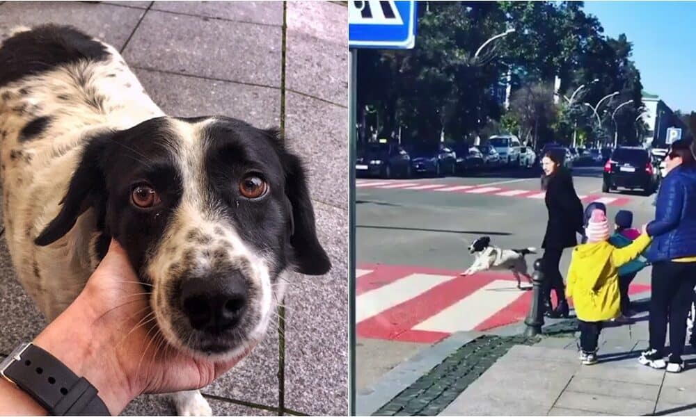 Here's The Story Of Kupata, The Dog That Helps Kids Safely Cross The Street