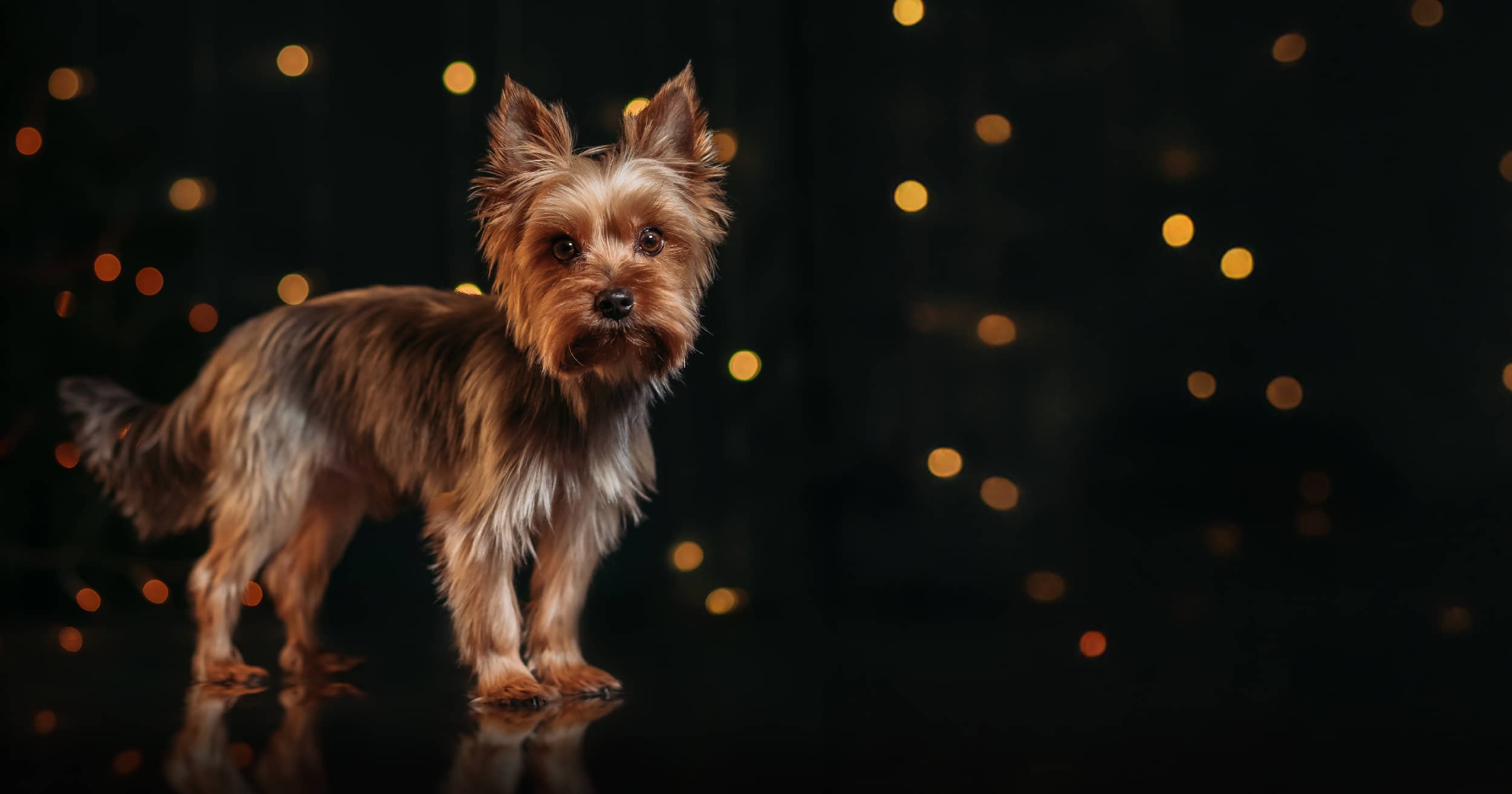 A small dog standing in a black room among decorative lights.