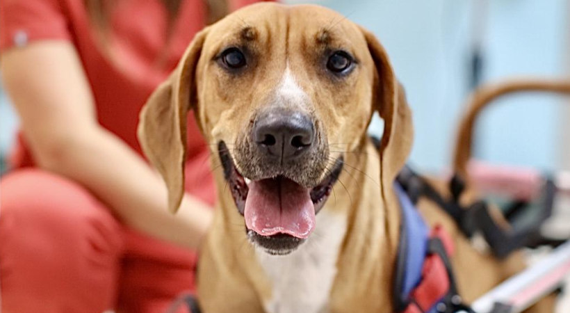 Mattie May from Suncoast Humane Society in one of Walkin' Pets wheelchairs for rehabilitation