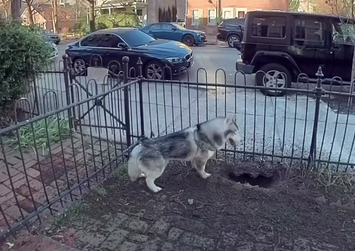 Husky Who Kept On Digging Holes Saves Neighborhood From Gas Leak That Could’ve Led To Explosion