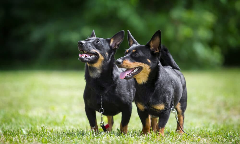 Meet AKC's Newest Recognized Dog Breed, The Lancashire Heeler