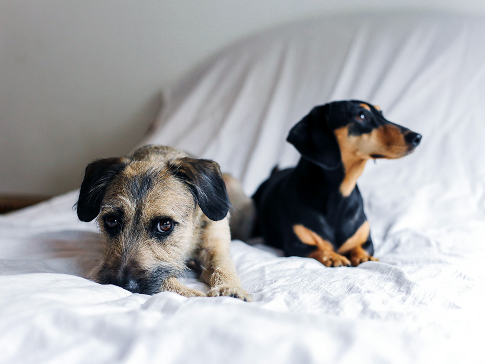 Mutt and purebred dog on bed