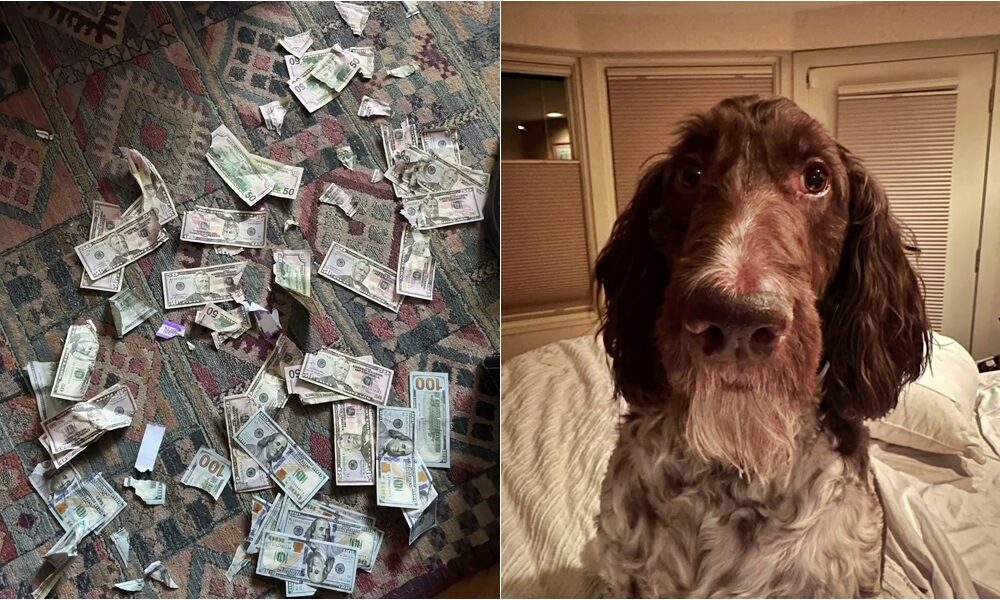 'Money Motivated' Pennsylvania Dog Eats His Parents $4000 Cash