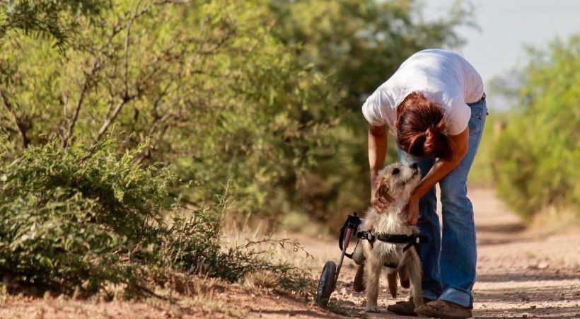 Small Wheelchair Dog Adventure