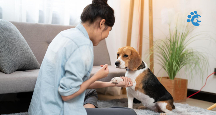 Puppy Training