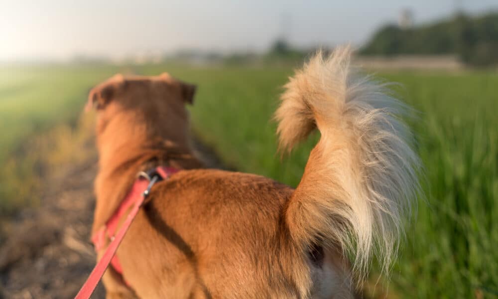 Scientists Discover New Information About Why Dogs Wag Their Tails