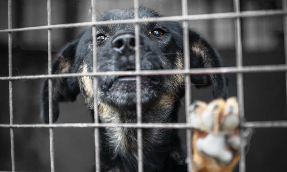 South Korea Passes Historic Bill Banning The Dog Meat Industry