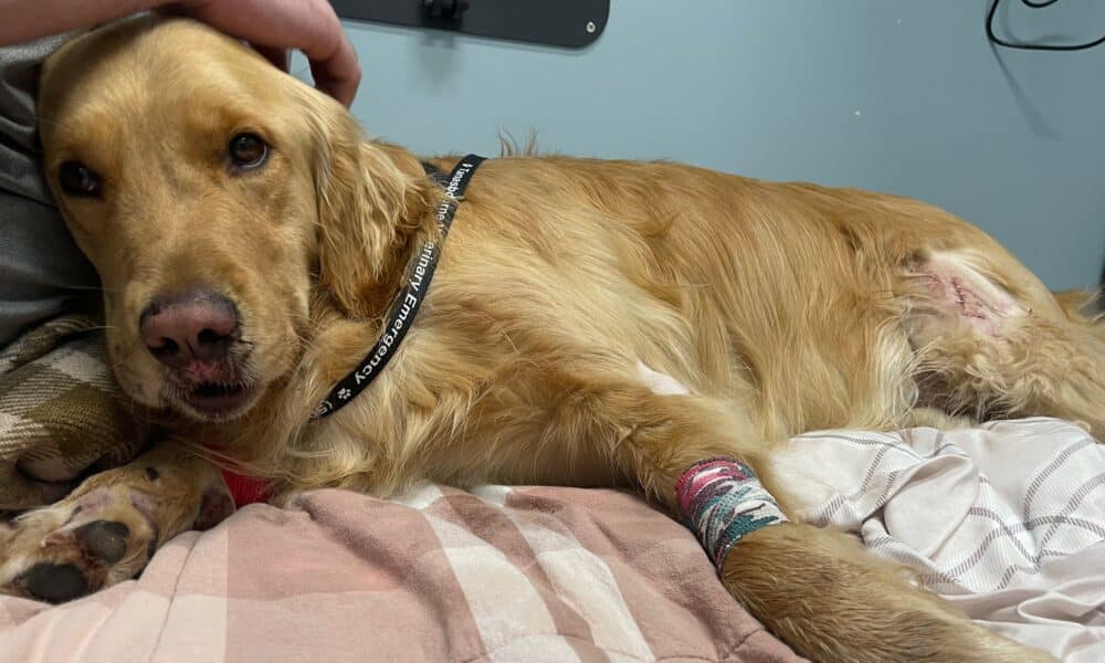 US Coast Guard Rescues Golden Retriever After It Falls Off A 300-foot Cliff