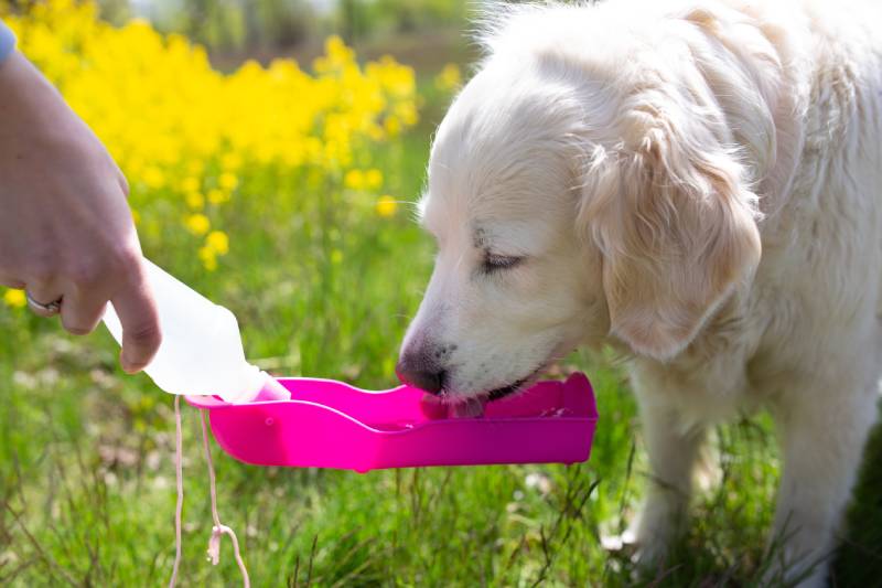 thirsty dog drinking water from plastic bottle in owner