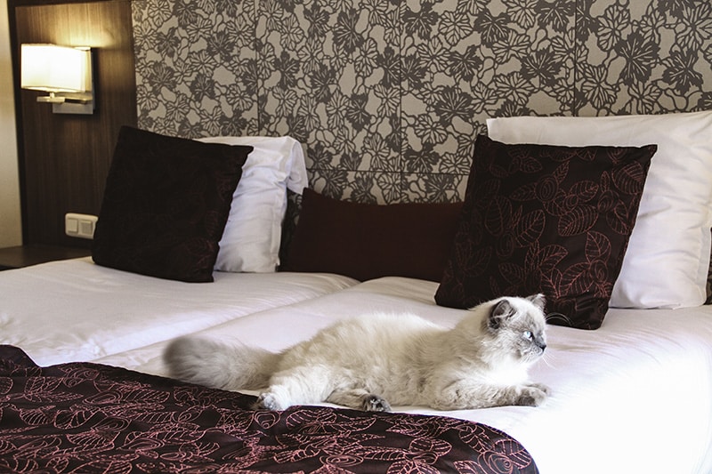 cat lying on the hotel bed