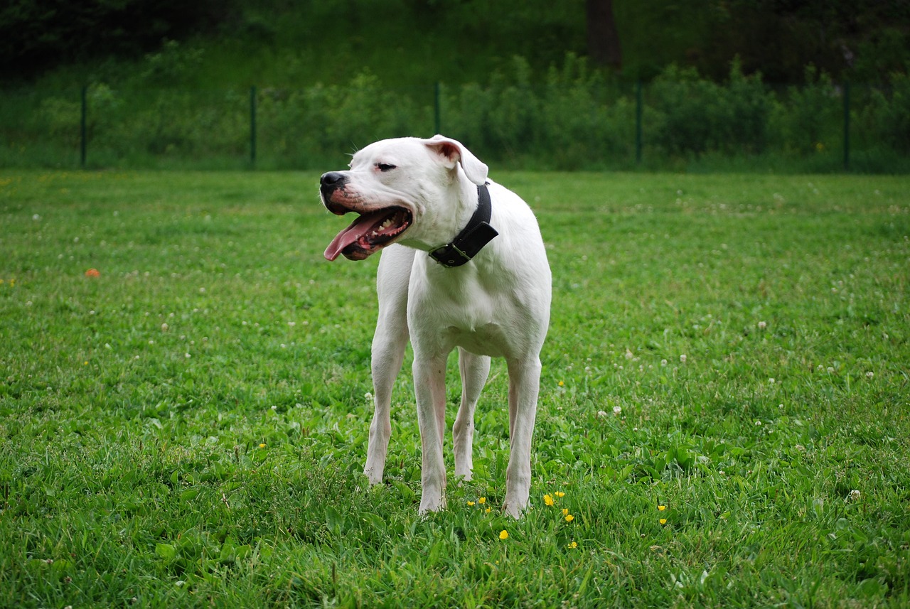 dogo argentino