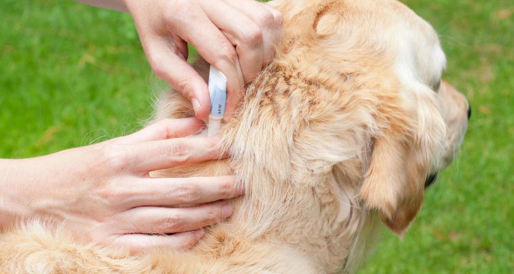 6 Tips For Warding Off Ticks and Fleas in Dogs