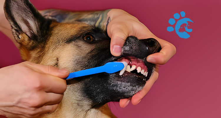 Dog Dental Care