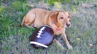 7 Tips to Keep Your Dog Safe at a Football Party