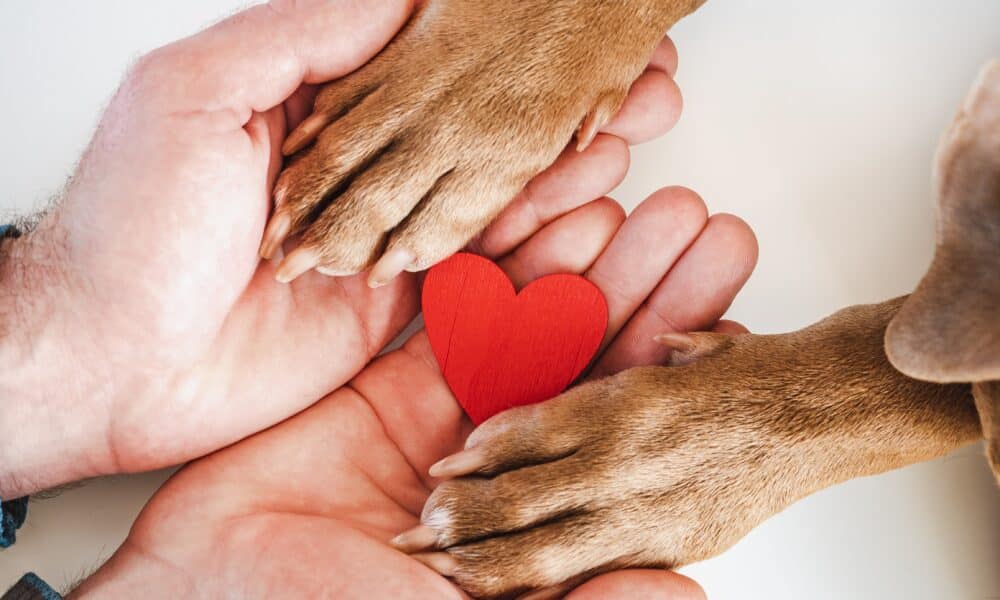 7 Ways To Celebrate Valentine’s Day With Shelter Dogs