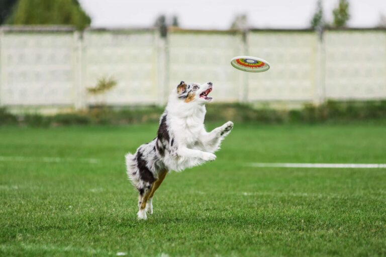 excited australian shepherd jumping high catching flying disk