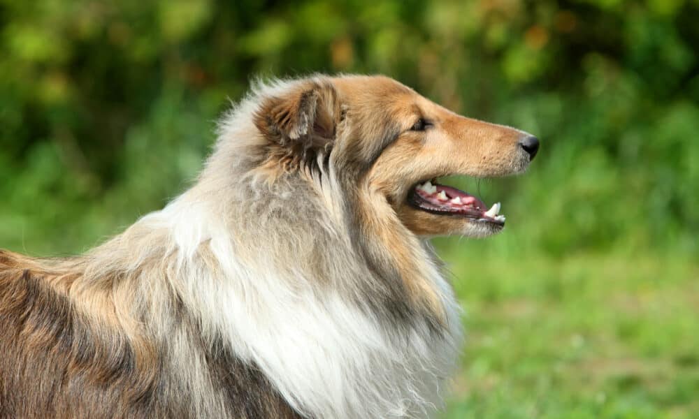 Body Size and Face Shape Help Predict A Dog's Lifespan, Study Reveals