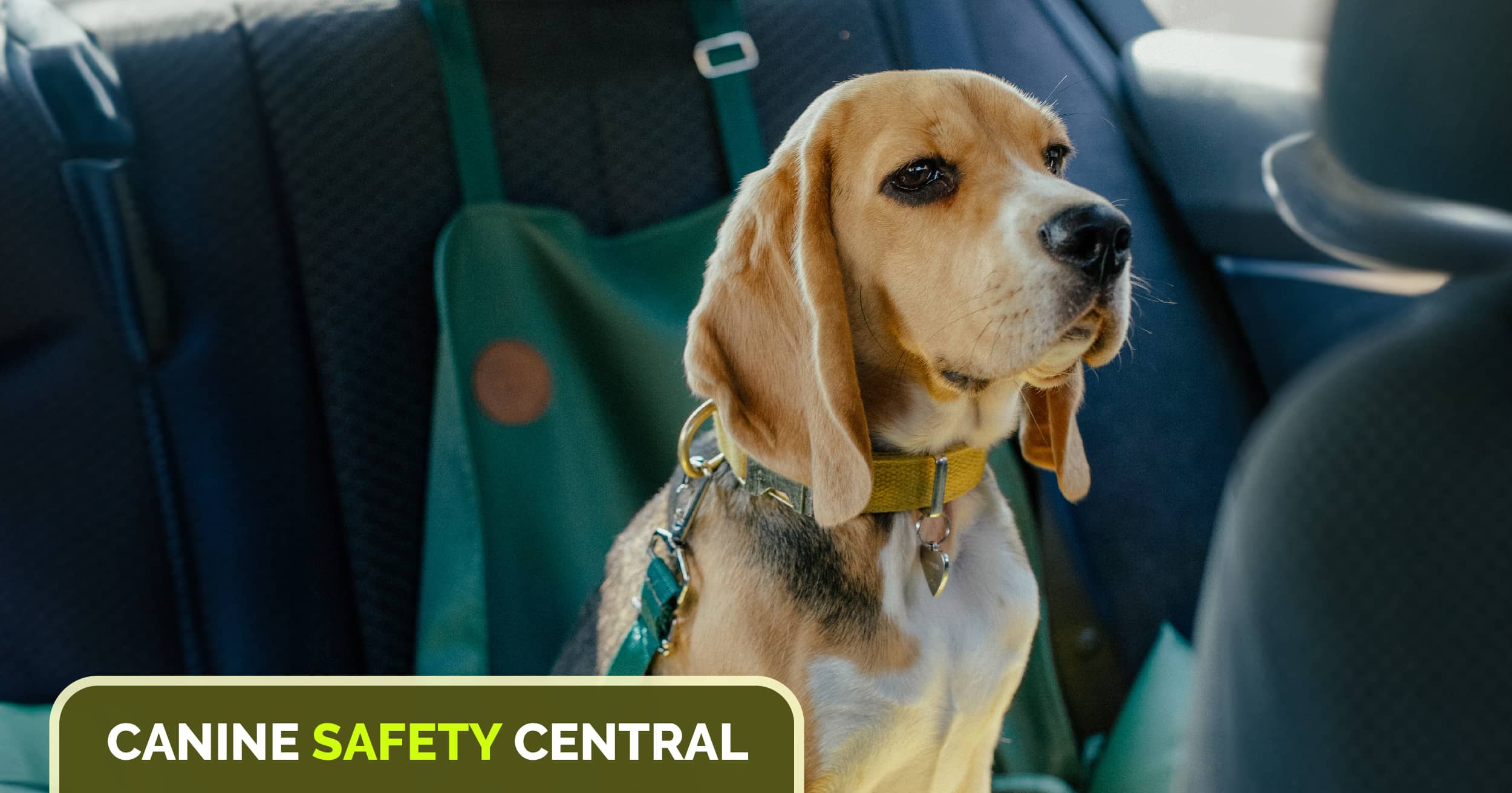 A dog sitting in the backseat of a car wearing a car safety harness.