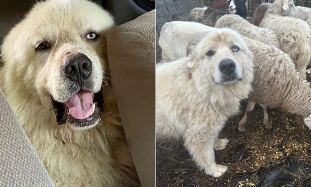 Casper The Great Pyrenees Wins The American Farm Bureau Federation's '2024 People's Choice Pup'