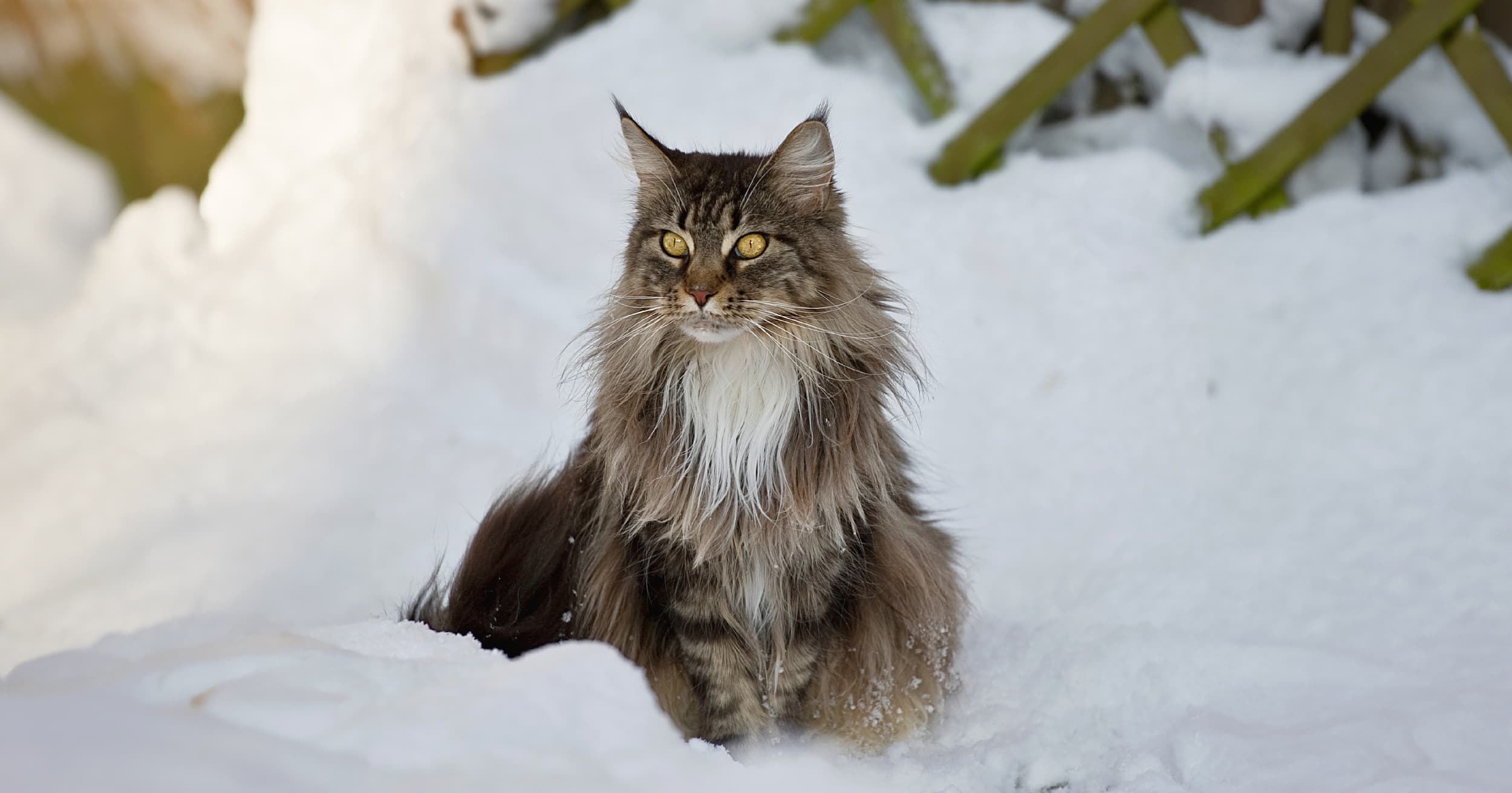 A Maine coon cat sitting outside in the snow.