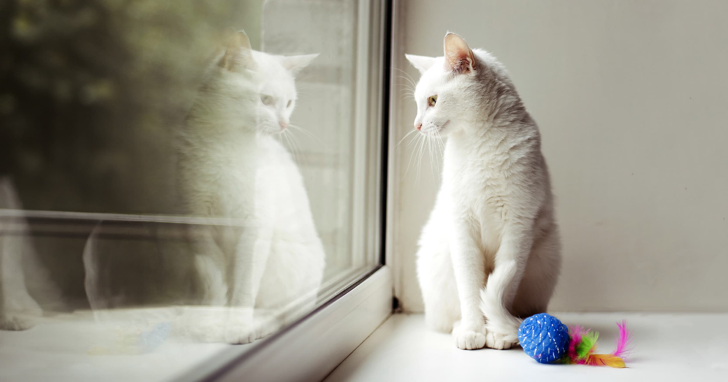 A white cat sitting in front of a window staring at its reflection.