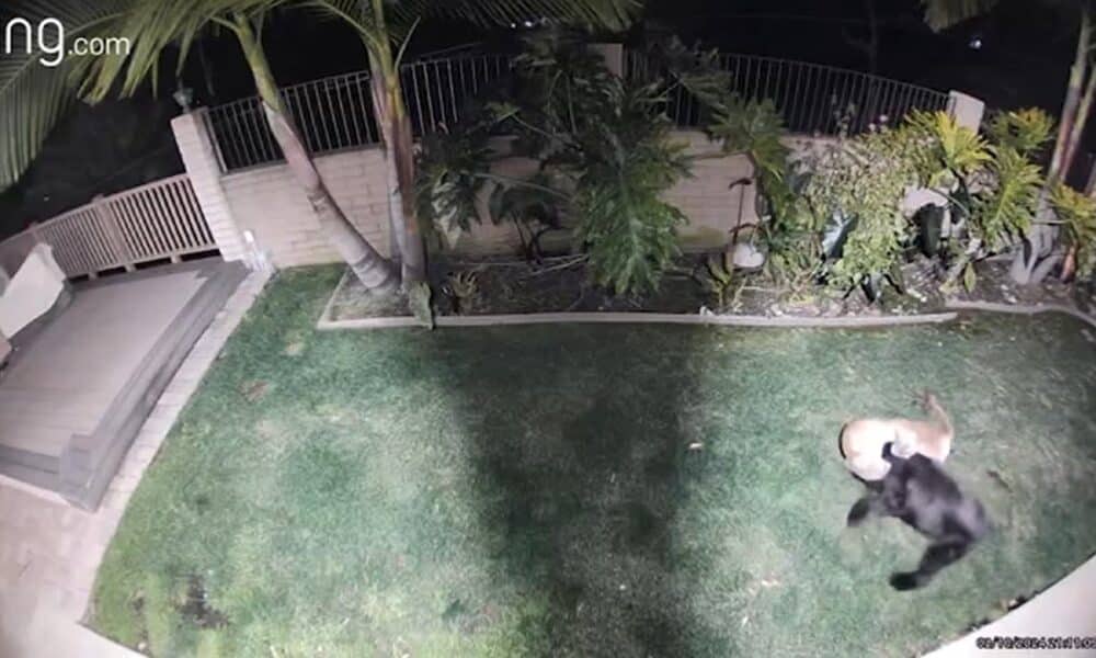 Dog Survives Vicious Attack By A Mountain Lion In The Backyard Of A California Home