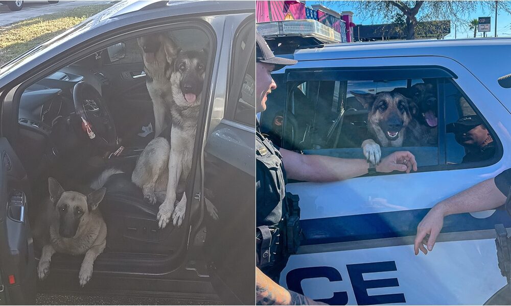 Dogs Jumps Into A Stranger's Car And 'Wouldn't Get Out' So The Police Had To Help