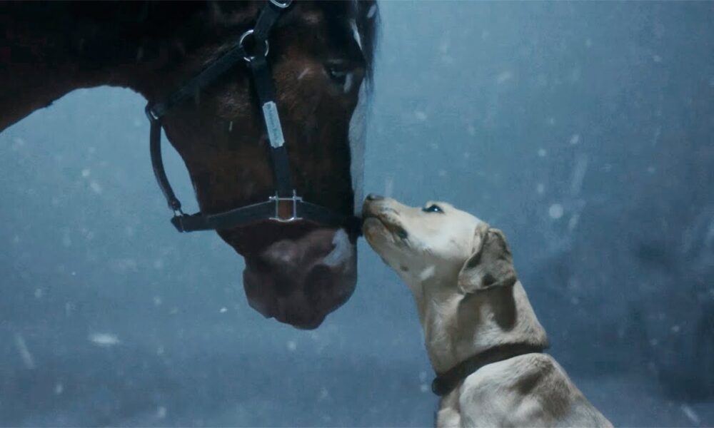 Goldie Hawn And Kurt Russell's Dog Stars In Budweiser Super Bowl Ad