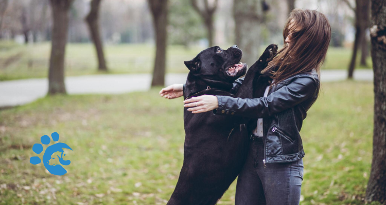 How Do You Prevent Your Dogs From Jumping on People?