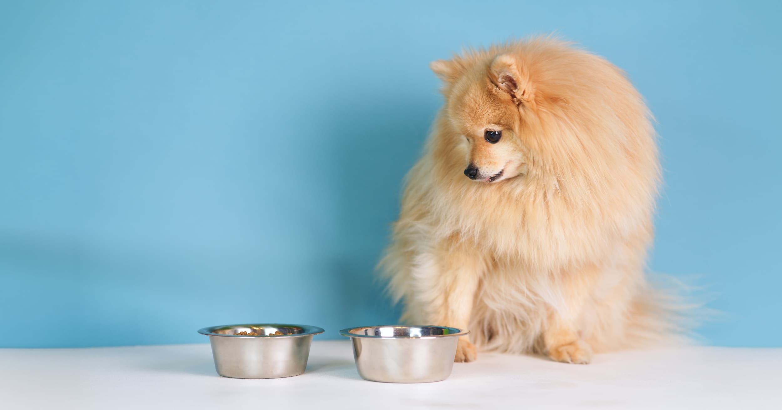 A small dog staring at two separate bowls of food.