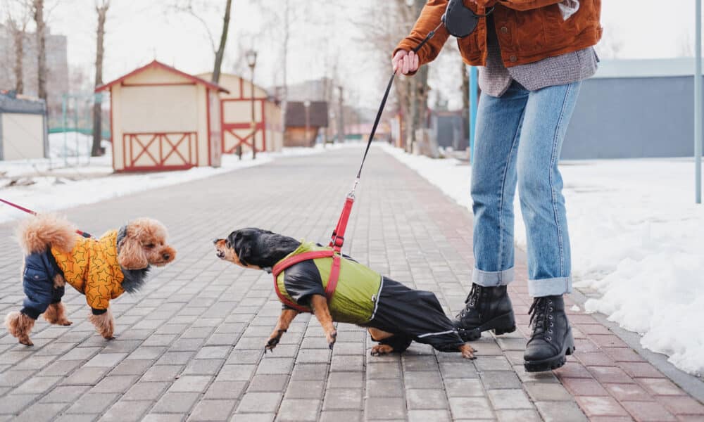 Pandemic Puppy Owners Struggle With Their Dog's Bad Behavior, Study Says