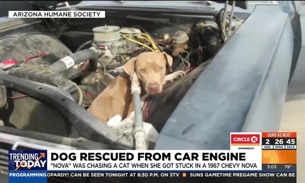 Pooch Gets Rescued After Being Stuck In A Car Engine For Chasing A Cat