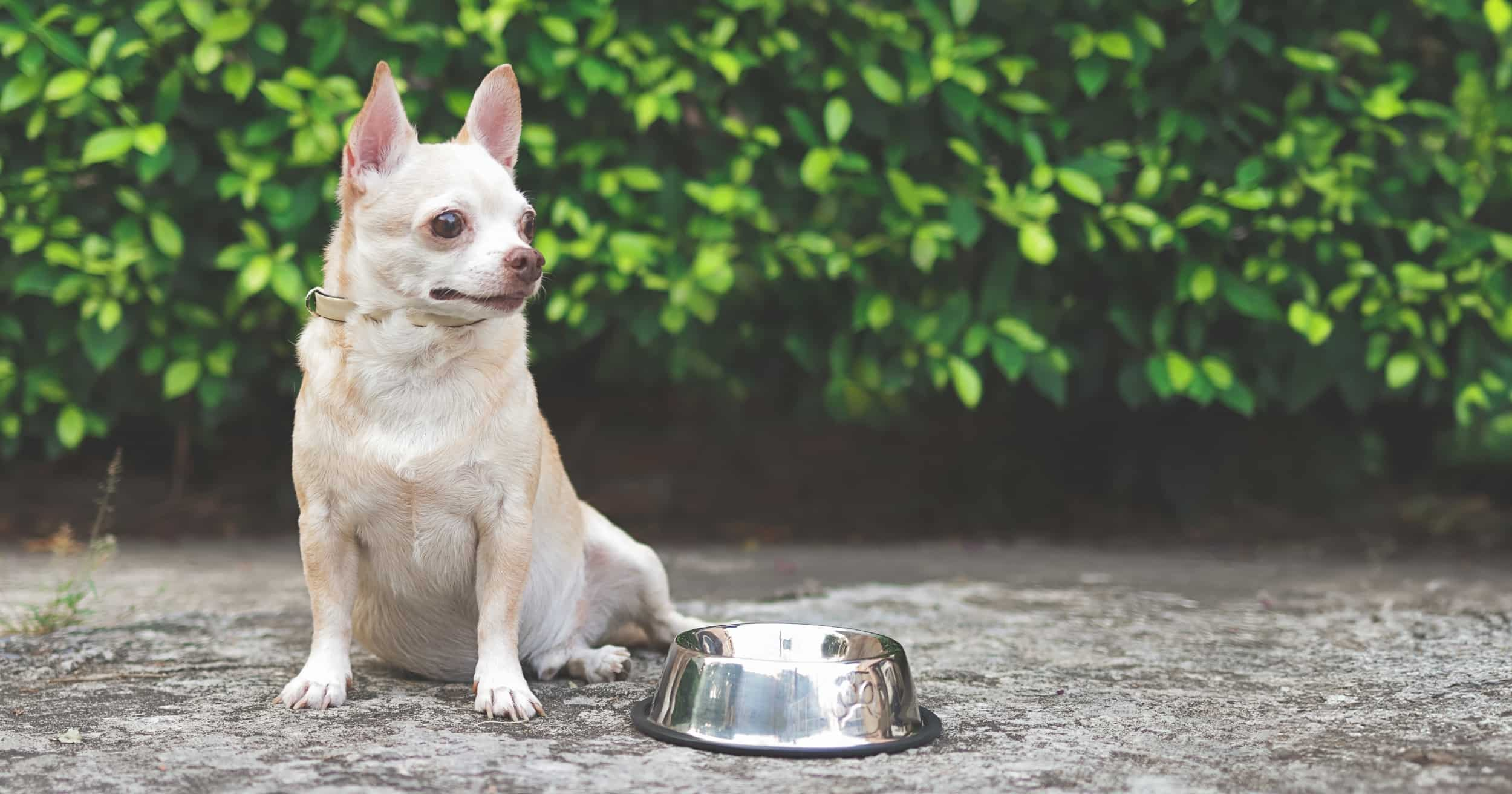 A small dog sitting next to an empty food bowl outside.