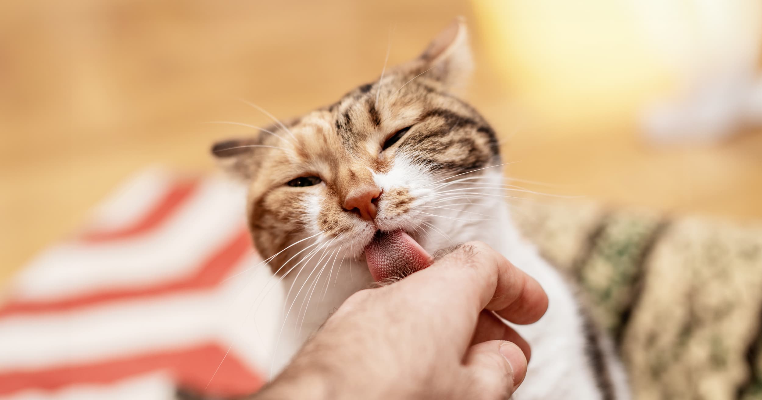 A close-up of a cat gently licking someone’s hand.