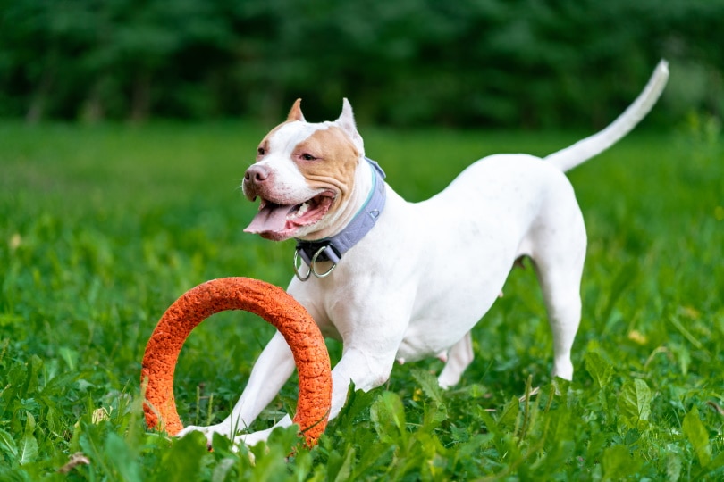 American-Pitbull-Terrier-dog-playing