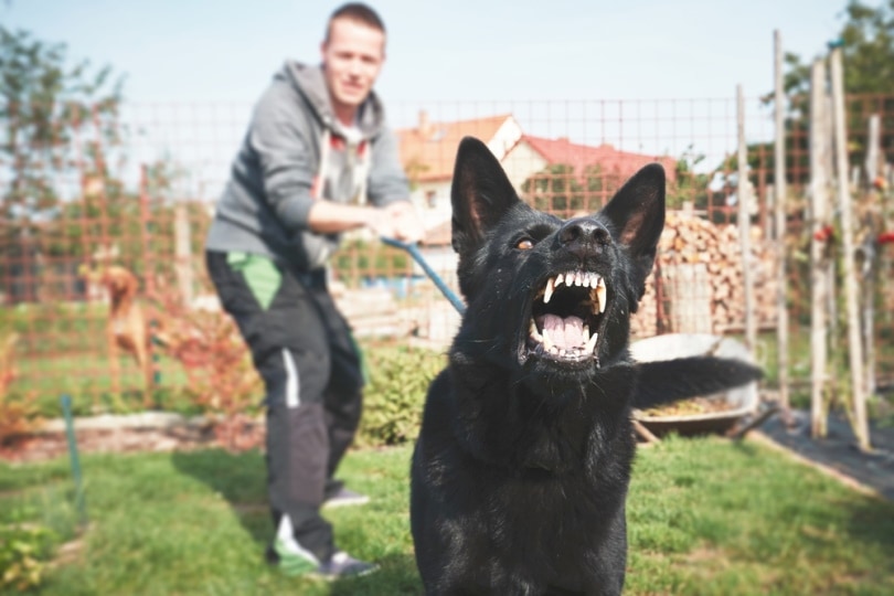 Black dog on a leash