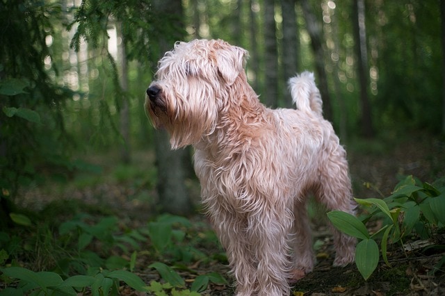 Soft-Coated Wheaten Terrier