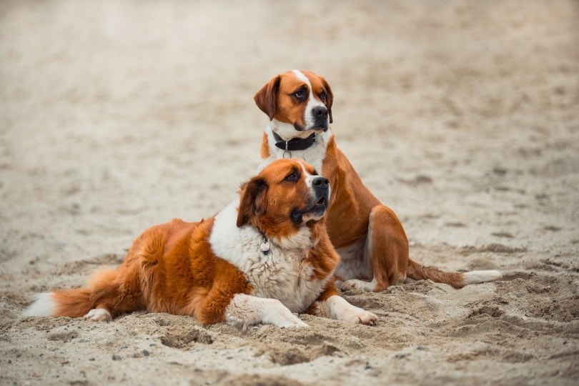 Dogs-at-the-beach