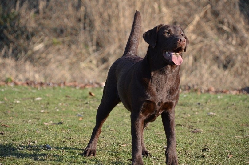 Labrador Retriever