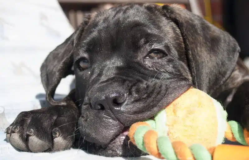 A Cane Corso Puppy chewing on a dog toy