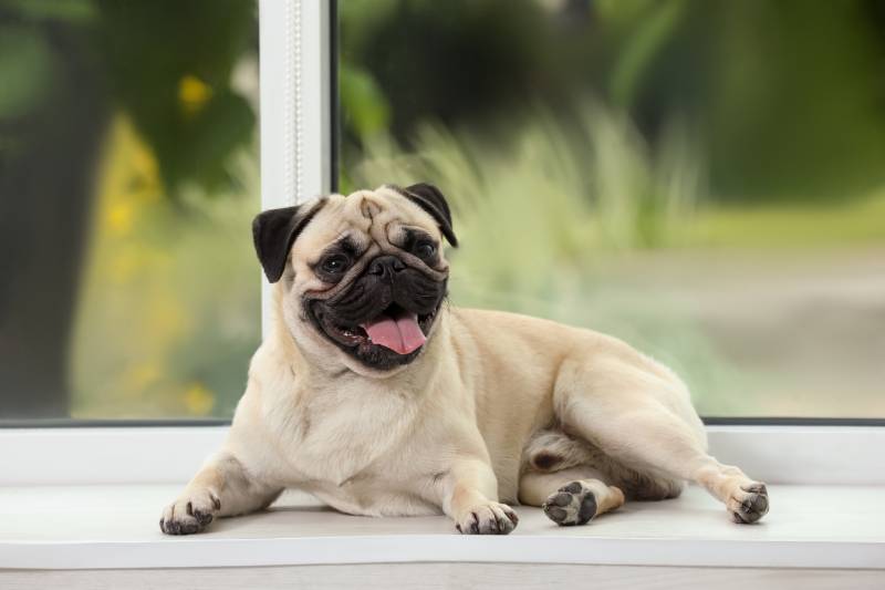 fawn pug lying near window indoors